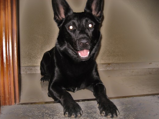 mi perro en la puerta d mi cuarto!:D